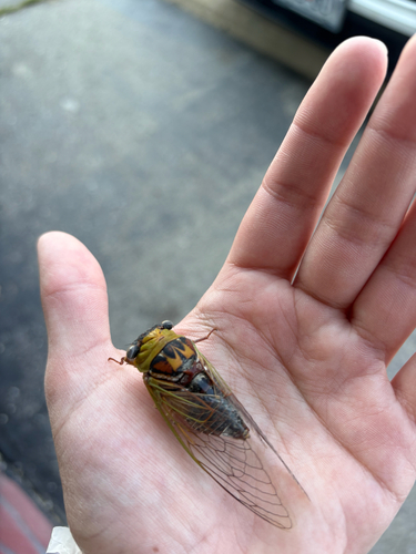 Walker's Annual Cicada