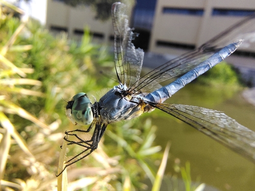 Blue Dasher