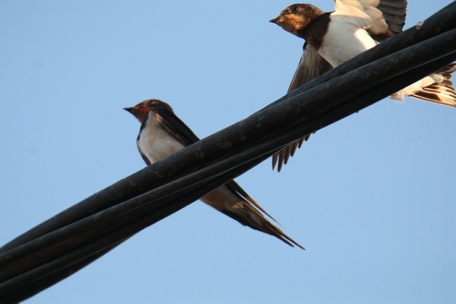 White-bellied Barn Swallow