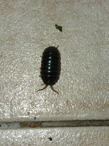 Common Pill Woodlouse