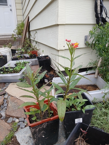 tropical milkweed