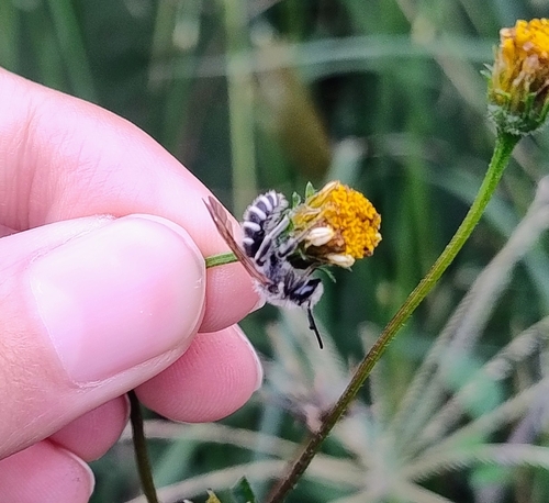 Tansy Mustard Sweat Bee