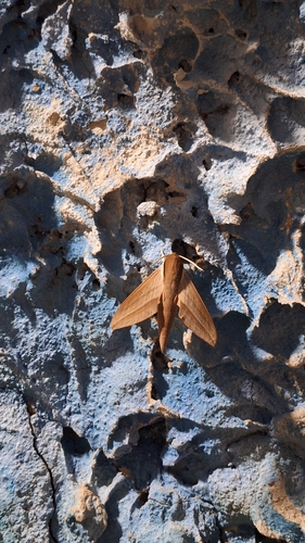 Levant Hawkmoth