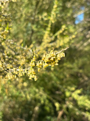tree violet