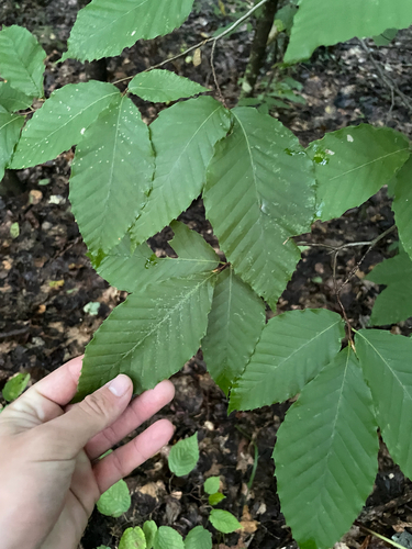 American beech