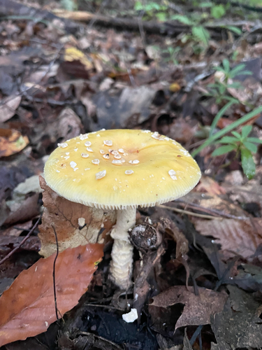 American Yellow Fly Agaric