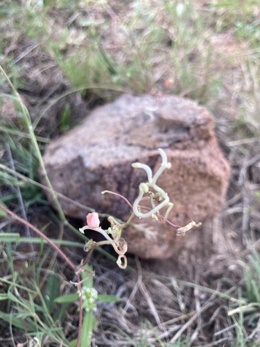 Macroptilium supinum
