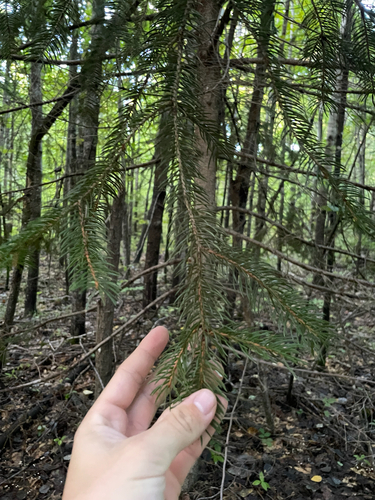Norway spruce