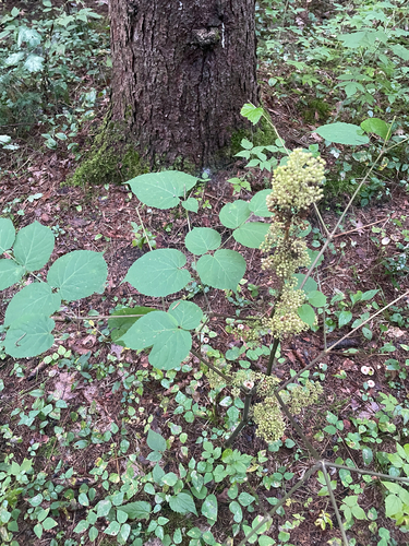 American spikenard