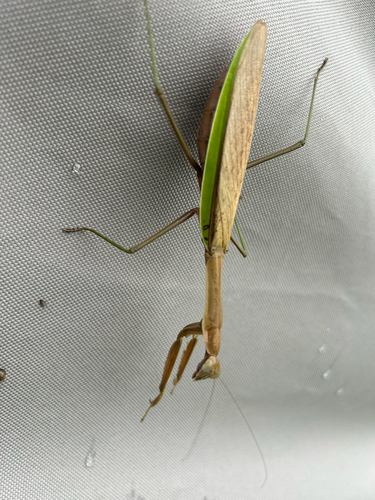 Chinese Mantis