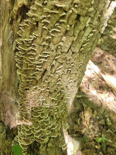 turkey-tail