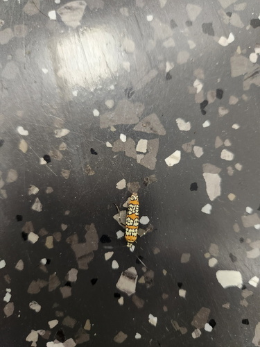 Ailanthus Webworm Moth