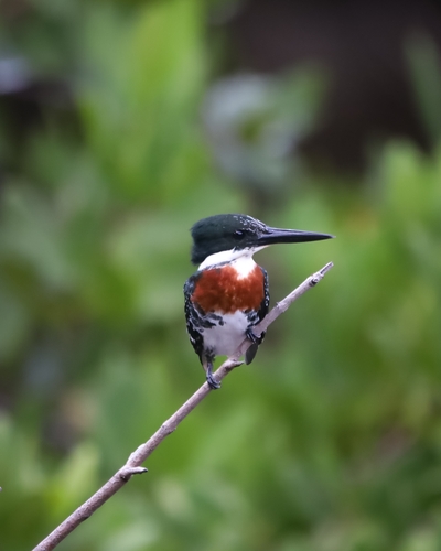 Green Kingfisher (Chloroceryle americana)
