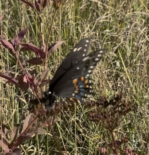 Black Swallowtail