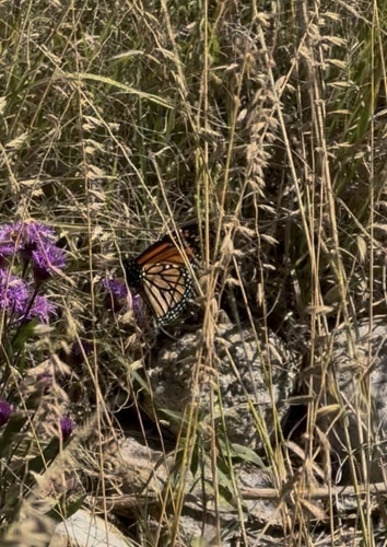 Monarch