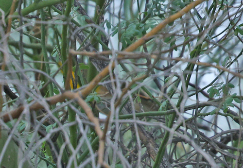 Yellow-breasted Chat