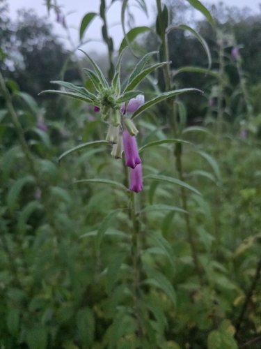 Sesamum indicum malabaricum