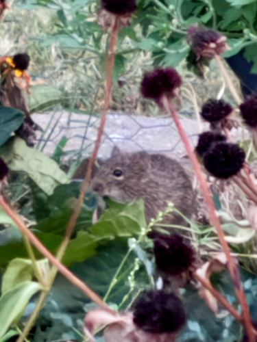 Hispid Cotton Rat