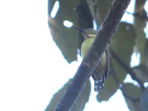 Fork-tailed Sunbird