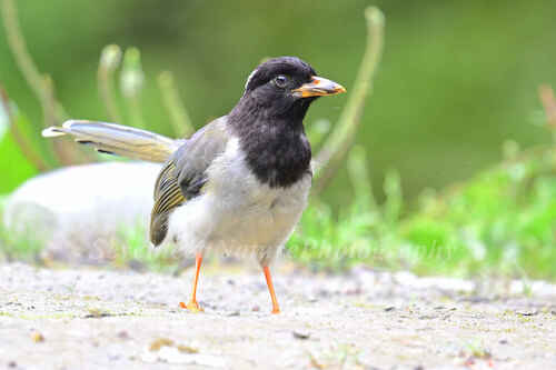 Yellow-billed Blue-Magpie