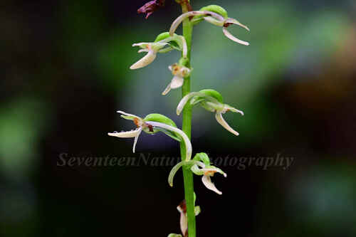 Platanthera curvata