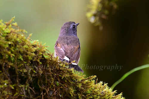 Rufous-gorgeted Flycatcher