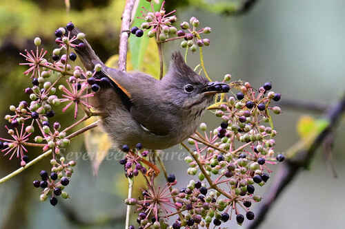 Stripe-throated Yuhina