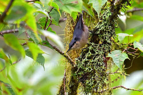 Chestnut-vented Nuthatch