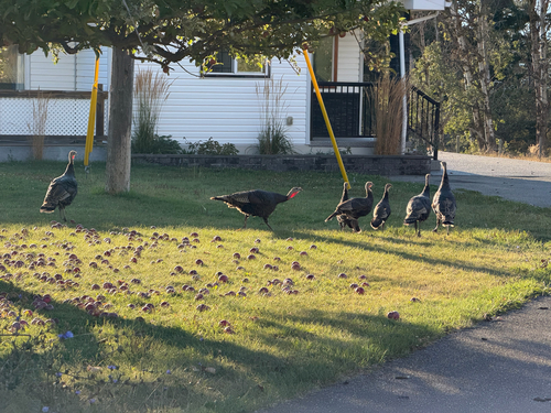 Wild Turkey