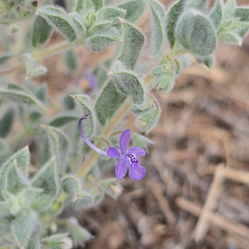 San Joaquin bluecurls