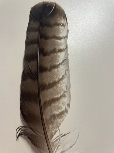 Red-tailed Hawk
