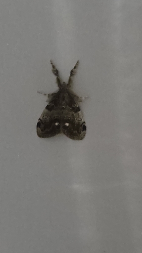 White-marked Tussock Moth