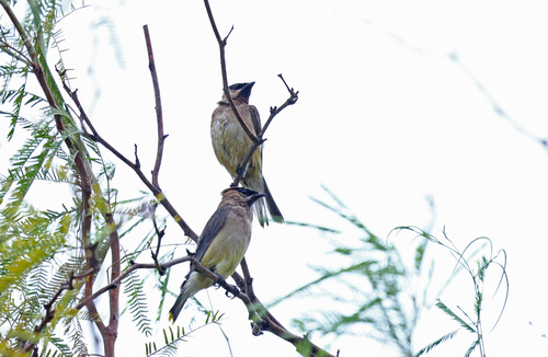 Cedar Waxwing