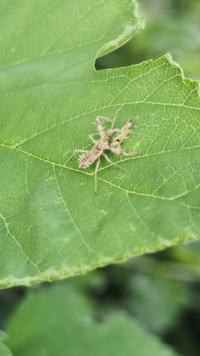Spiny Assassin Bug