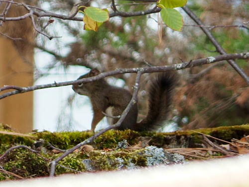 American Red Squirrel