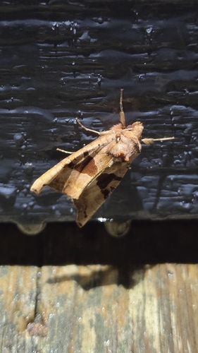Brown Angle Shades
