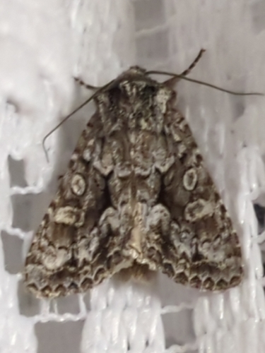 Private Sallow