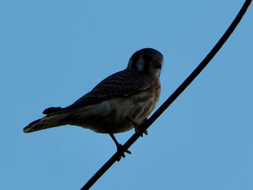American Kestrel