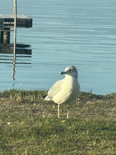 Ring-billed Gull