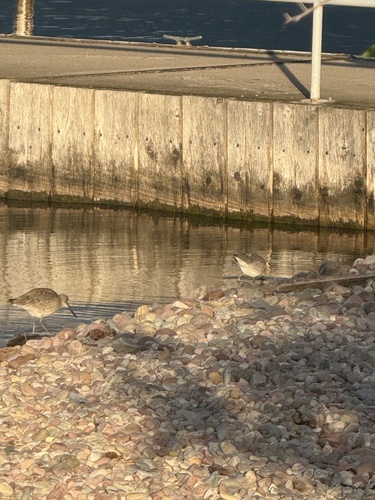 Willet