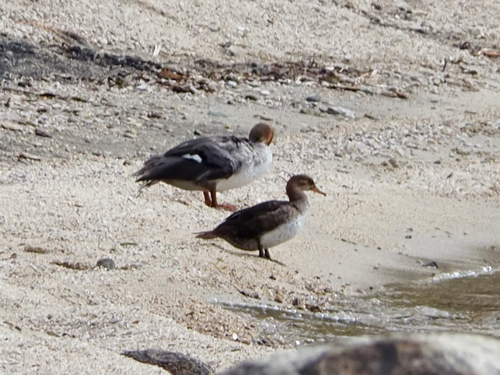 Hooded Merganser