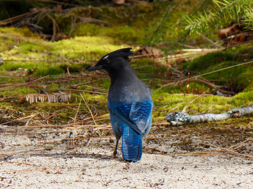 Steller's Jay