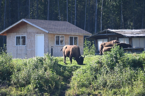 American Bison