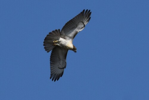 Red-tailed Hawk