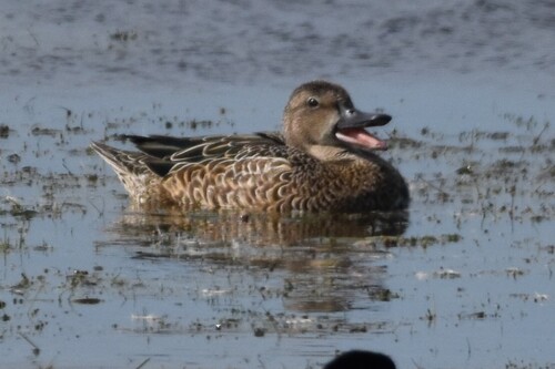 Blue-winged Teal