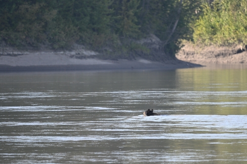 American Black Bear