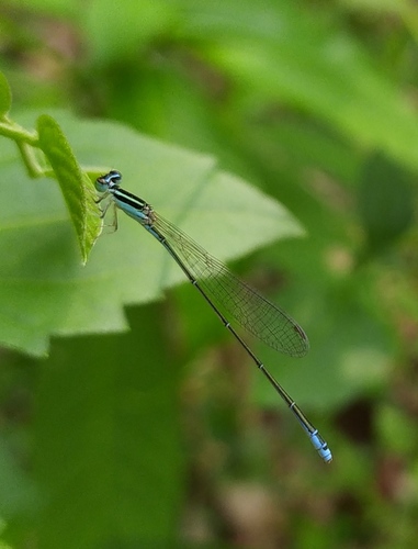 Aciagrion occidentale Laidlaw, 1919