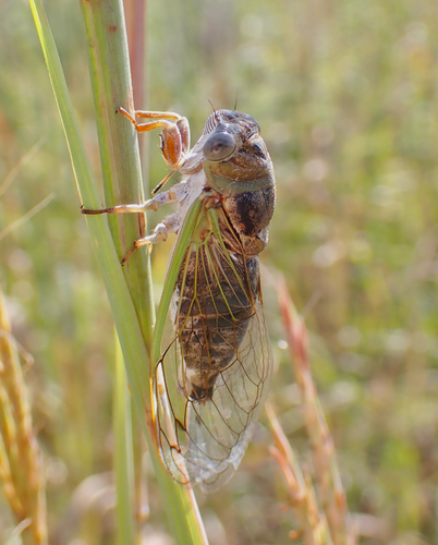 Plains Dog-Day Cicada