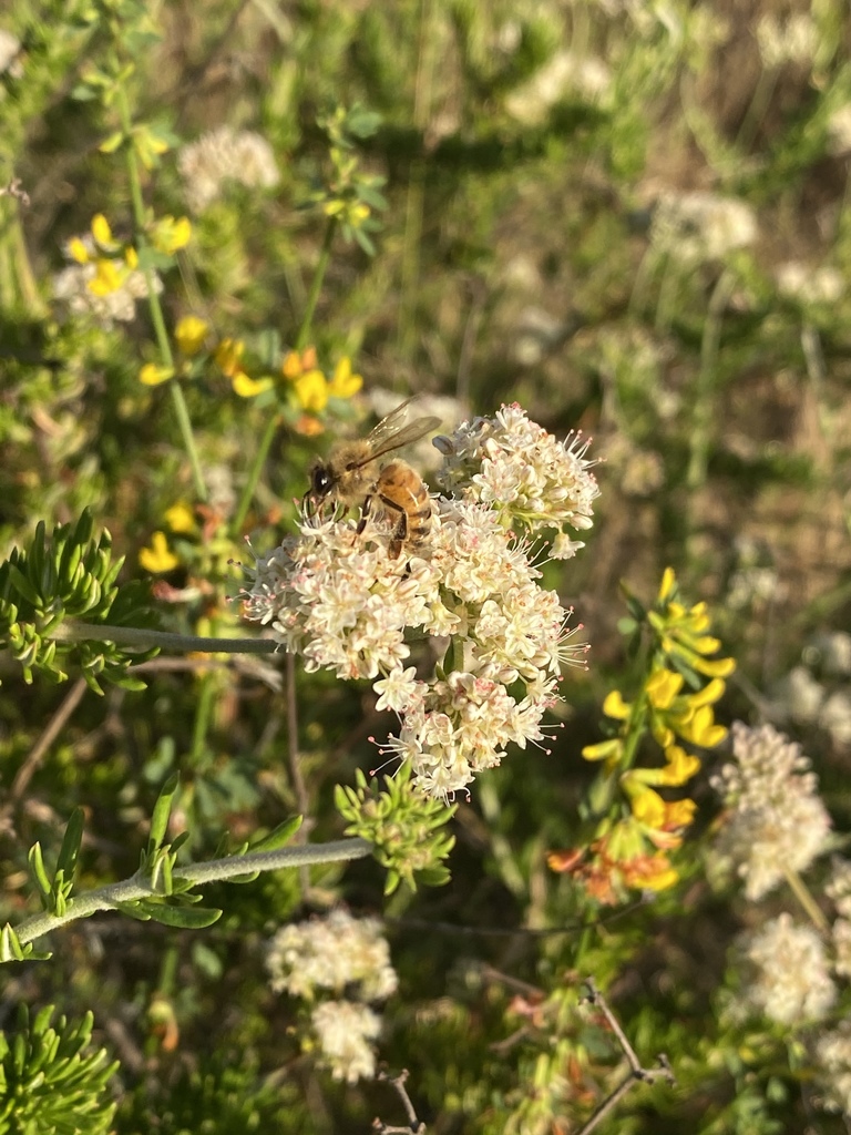 Western Honey Bee from Wagon Wheel, Trabuco Canyon, CA, US on May 06 ...
