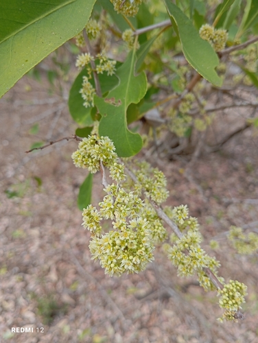confetti spikethorn